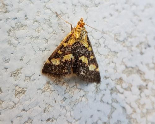 Réf. 213 783 : Pyrausta purpuralis